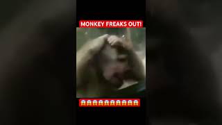 MONKEY FREAKS OUT shortsfeed funny memes meme viral [upl. by Nobile]