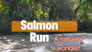 Salmon Run at Port Hope salmonrun nature livestream [upl. by Nihsfa563]