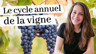 La vigne au fil des saisons  les étapes clés du cycle annuel de la vigne [upl. by Adamsen]