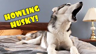 Howling Husky  My Dog Teaches Me to Howl [upl. by Eimilb989]