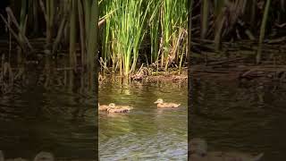 Animal Moments  Followed These Adorable Ducklings Following Mother Down the Stream [upl. by Timothea]