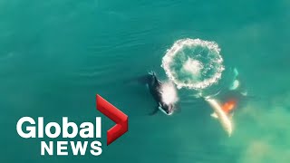 Killer whales caught on camera hunting catching great white shark [upl. by Winola]