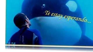 Muere Tilikum Esta es su historia [upl. by Imis]