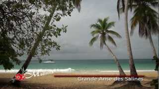 Martinique  Sainte Anne la plage des Salines [upl. by Ynohtnaed]