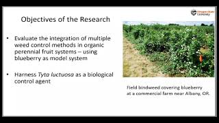 Organic Control of Field Bindweed in the Pacific Northwest [upl. by Manny]