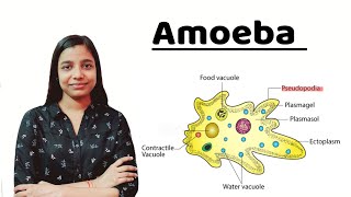 Amoeba  in detail   All About Biology [upl. by Barcot997]