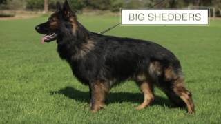 THE GERMAN SHEPHERD DOG FIVE THINGS YOU SHOULD KNOW [upl. by Esom]