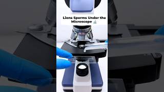 OMG 😱शेर के sperm को microscope 🔬 से देखा 😳 shortsfeed microscope [upl. by Ressan]