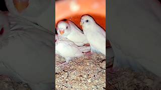 bodri pakhir breeding progressshorts trending viral videosparrot birdscomedy Birdbreeding28 [upl. by Gris]