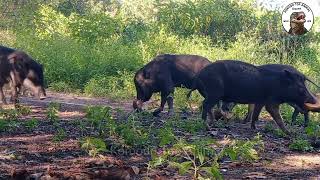 Bruttal Hunt  Komodo Dragon Hunting Wild Boar [upl. by Edualcnaej]