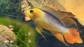 Fish Breeding Room Update  Apistogrammas Plecos Rainbowfish [upl. by Akinek732]