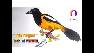 Serie aves de Venezuela  Dibujando un Turpial [upl. by Adnilreh]