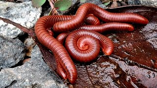 Millipedes 008 2millipede nature frog babyanimals [upl. by Aeiram277]