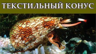 ТЕКСТИЛЬНЫЙ КОНУС  Смертоносный красавец [upl. by Luis]