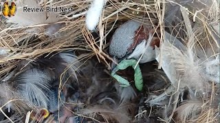 EP01 Old World sparrows Bird Find locust food for her chicks to eat in the nest Review Bird Nest [upl. by Odnumde]