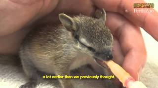 Handraising Baby Numbats at Perth Zoo [upl. by Heger]