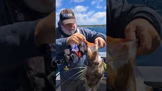 Catching a John Dory on the Halco Paddle Prawn  ft Rob Parker [upl. by Neemsaj782]