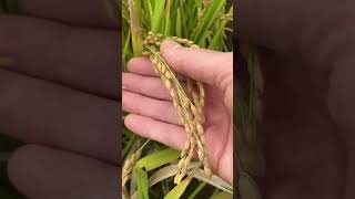 ORUTO WALK 自然豊かな街での暮らし ☆日本米☆ 秋の水田、収穫前のお米 Japanese rice 20240930 ricefarmer japaneserice japan [upl. by Ahsirhcal791]