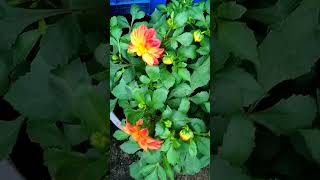 Dahlia Flower Tips  How To Grow Dahliashortvideo bagwani plant growing shorts [upl. by Kroll]