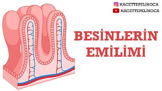 209 SİNDİRİM SİSTEMİ17 BESİNLERİN EMİLİMİ  11 SINIF  AYTHacettepeli Hoca Biyoloji ​ [upl. by Bryner]