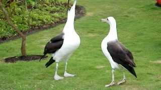 Laysan Albatross Courtship Dance [upl. by Amathist493]