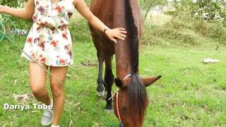 Fusaichi Pegasus With Owner Look After Horse at Farm Lovely Horse Video [upl. by Glennie]