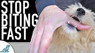 5 Ways You Are Making The Puppy Biting Worse [upl. by Rasla]