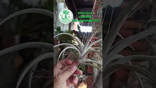 tillandsia capitata var domingensis [upl. by Ilatfen]