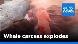 Graphic video Dead sperm whale explodes as biologist cuts open carcass  euronews 🇬🇧 [upl. by Eiramave]