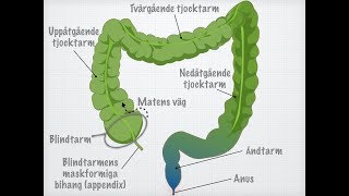 Tjocktarmens och ändtarmens funktioner [upl. by Naed]