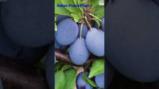 Top 20 PLUM Fruit Variety 1 min HowWhat Make Nature Crop Plant [upl. by Chi]