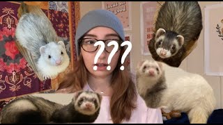 How I Named My Ferrets♡ [upl. by Lazes916]