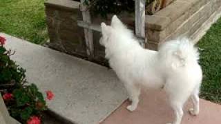 American eskimo barking [upl. by Whitnell243]