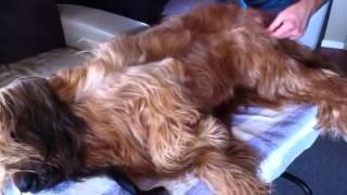 Briard grooming 2 of 2 [upl. by Inobe319]