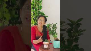 Ficus Bonsai  Maintenance  Care  Tips [upl. by Neliak]