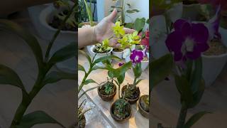 I ordered my first ever Orchids shortsvideo [upl. by Roumell]