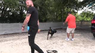 Rottweiler Dog Reactive amp Lead Walking  Southend Dog Training [upl. by Esilahs]