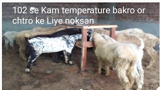 102 se Kam temperature bakro or chtro keliye nuksangoatfarmingkarnekatarika farmanimal bakrifa [upl. by Nahtanod581]