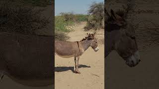 donkey breathing animals donkeyvillage funnyanimal ytshortsvideo funny donkey [upl. by Eidnyl]