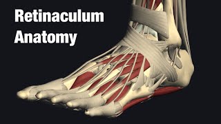 Anatomy of retinaculum around ankle joint [upl. by Nenerb448]