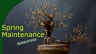 Spring work Timelapse Deadwood Pruning on a large Potentilla bonsai [upl. by Naginarb]