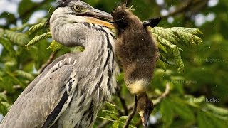 Heron eat enormous birds by swallowing them whole and head first [upl. by Esten482]