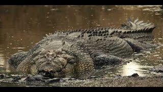 LOS COCODRILO MAS GRANDE DE LA TIERRA  GRAN DOCUMENTAL DEL ACECINO MAS TEMIBLE DE AFRICA [upl. by Joerg]