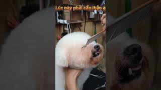 Bé Poodle đi Sra  Bé sen  Spagrooming Poodle petgrooming grooming poodle thúcưng dog [upl. by Marucci]