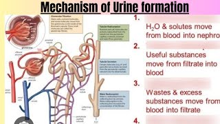 Mechanism of Urine formation [upl. by Weinstock42]