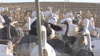 Missouri snow goose hunting Learning to fly [upl. by Creamer435]