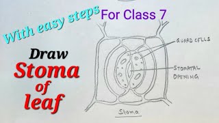 Stoma drawing easy for class 7 how to draw stoma for science stomata drawing easy steps for class7 [upl. by Haerdna277]