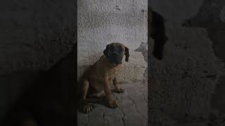 ماستيف هب مصر  Mastiff Hub Egypt  Boerboel [upl. by Firehs]