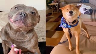 Happy Guy Happy Dog  TikTok Compilation [upl. by Sinnal311]