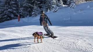 How to snowboard with your dog how to ski with your dog location Bernex [upl. by Nohtanhoj163]